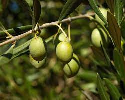 Maybe you would like to learn more about one of these? Olive Description Production Oil Britannica