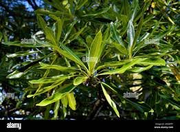 Image result for Breonadia