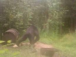 Bigfoot in the U.P.? Trail cam photo spurs debate