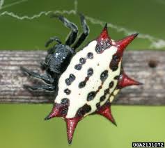 Maybe you would like to learn more about one of these? Spinybacked Spider Gasteracantha Cancriformis Araneae Araneidae 2131072