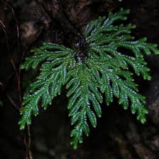 Image result for Selaginella dregei