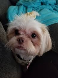 Lost dog in forest/goode area of Bedford, VA