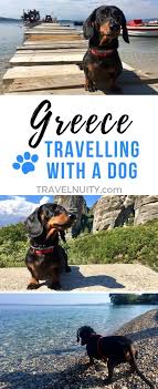 Dog Friendly Greece Travelling In Greece With A Dog Dog Friends Greece Travel Dog Travel