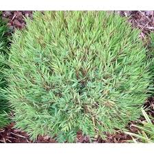 Image result for Pogonatherum paniceum
