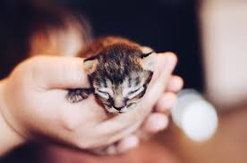 Image result for kittens