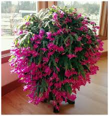 When buds appear, the temperature should be between 60 and 70 degrees f. All About Christmas Cactus The Easiest Flowering Houseplant Behnke Nurseries Gardening Blog