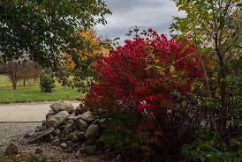 In the fall, its emerald green leaves turn a brilliant red. Planting And Care Of The Grove Burning Bush Gardener S Supply