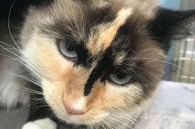The structure of an animal's home depends on the type of animal, the environment it lives in, and what it needs to survive. The Vineyard Gazette Martha S Vineyard News Please Adopt Us April 16