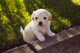 Choosing a name for your female puppy or dog requires a little inspiration and plenty of thought. Female Dog Names That Start With Letter C Hno At