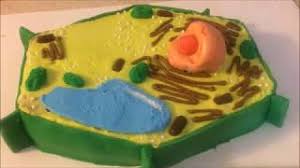 1 powdered sugar donut hole. How To Make A Plant Cell Cake Youtube
