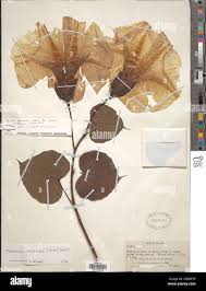 Image result for Merremia pterygocaulos