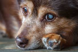 How to tell if your dog has vision problems. Cataracts In Dogs Small Door Veterinary
