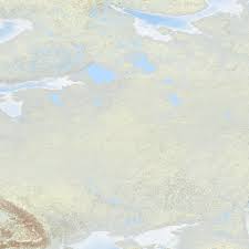 Image result for Helichrysum cephaloideum