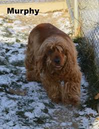 Pomeranian ready for their new home. Blue Cross Pet Hospital Near Me Petslover