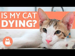 Cats may appear healthy and show no signs of campylobacter infection or they can have diarrhea that may be bloody. How To Tell If Your Cat Is Dying Youtube