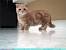 Orange Munchkin Scottish Fold
