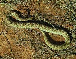 Mojave Green Rattlesnakes Google Search Tree Roots Green Rattlesnake