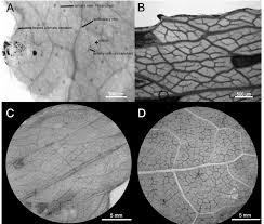 Image result for Stomatanthes