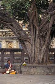 Under The Bodhi Tree Bodhi Tree Sacred Places Famous Places