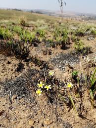 Image result for Launaea rarifolia