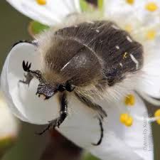 Image result for Tropinota hirta