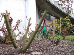 Wann sollte man rosen düngen? Dungen Von Edel Und Stockrosen Und Rosen Hochstammchen Gartenpflege Tipps