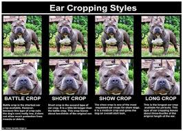 3 Different Styles Of Ear Crops For Your American Bully