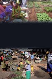 Image result for Erythrococca kirkii