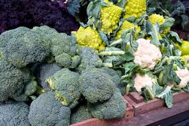 Give each plant at least 18 inches of space all the way around to. Grow These In Florida This Winter Shell S Feed Garden Supply