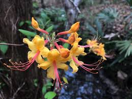 Florida panhandle holiday homes florida panhandle holiday packages florida panhandle flights florida panhandle restaurants florida panhandle attractions florida panhandle shopping. Florida Flame Azalea Sets The Forest Ablaze