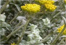 Image result for Helichrysum mechowianum