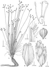 Image result for Fimbristylis scabrida