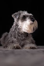 Wanderlust potential of the giant schnauzer is strong enough to escape from home. Scottish Terrier Pictures Download Free Images On Unsplash