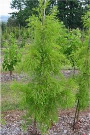 Image result for Taxodium