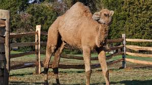 Camels can move very fast. Which Animal Runs Faster A Camel Or A Horse