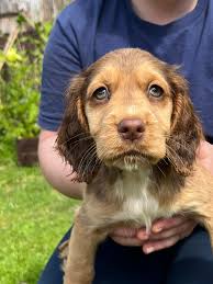 Woody will be back out collecting from tomorrow if you have any scrap metal  please pm me with your address and please put outside so social distancing  can be adhered we will