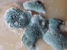 How to get mold out of a water bottle or container. Mold In Water Bottle Here S Some Top Tips To Get Rid Of It