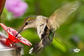 Make sure the solution stays cool! Homemade Hummingbird Nectar Imperial Sugar