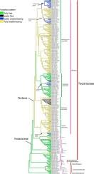 Image result for Tectaria fernandensis