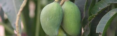 Image result for Mangifera