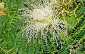 Image result for Albizia grandibracteata