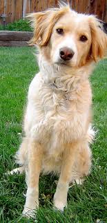 Border Collie X Golden Retriever In 2020 Golden Retriever Mix Border Collie Golden Retriever Best Dog Breeds