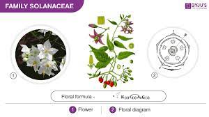 The solanaceae are economically significant flowering plants. What Is The Floral Formula Of Solanaceae All About Solanaceae Family