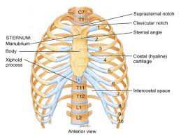 The twelve thoracic vertebrae of the chest and upper back are located in the spinal column inferior to the cervical vertebrae of the neck and superior to lumbar vertebrae of the lower back. Bones And Joints Of The Thorax