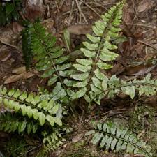 Image result for Asplenium lambinonii