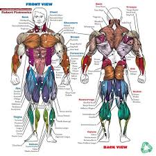 Welcome to lumen's master muscle list see what happens when you have no muscles! Muscle Name Dragon Ball Art Human Anatomy Drawing Dragon Ball Super Goku