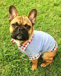 fonzie the frenchy on instagram fonzies new threads frenchtonpuppy frenchtonsofinstagram puppiesofinstagram puppytrip vsco yycfrenc frenchie puppies pup