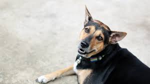Rottweilers are an intense, brawny breed that lends themselves to. Labrottie Labrador Rottweiler Mix Info Pics Temperament Traits Doggie Designer