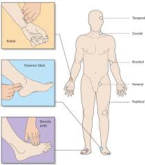 Neurovascular Assessment