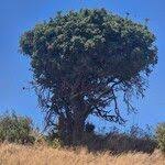 Image result for Manilkara mochisia